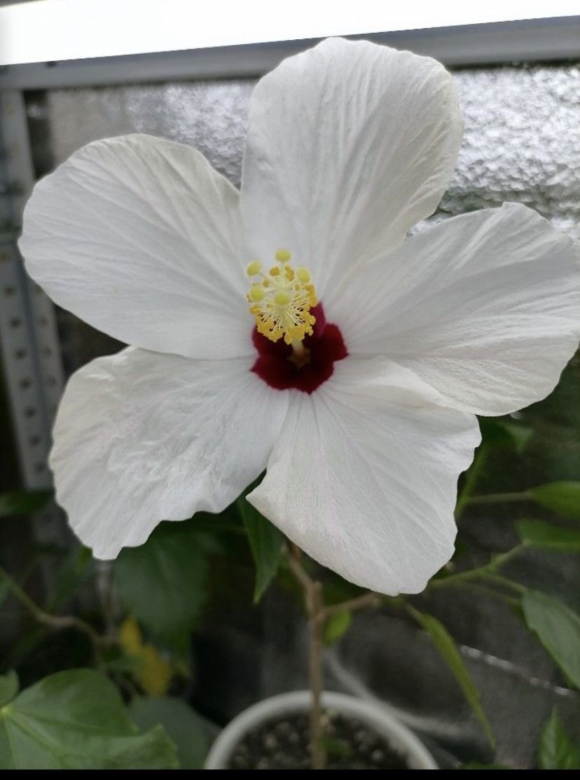 Гибискус с белоснежным цветением колокольчиком с вишневой сердцевиной бутона