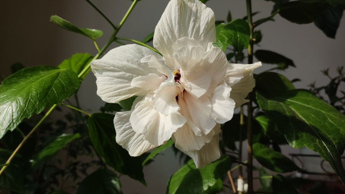 Второй, предложенный мне цветок, вот такой с белым махровым цветением. Внутри тоже пробивается вишневая сердцевина