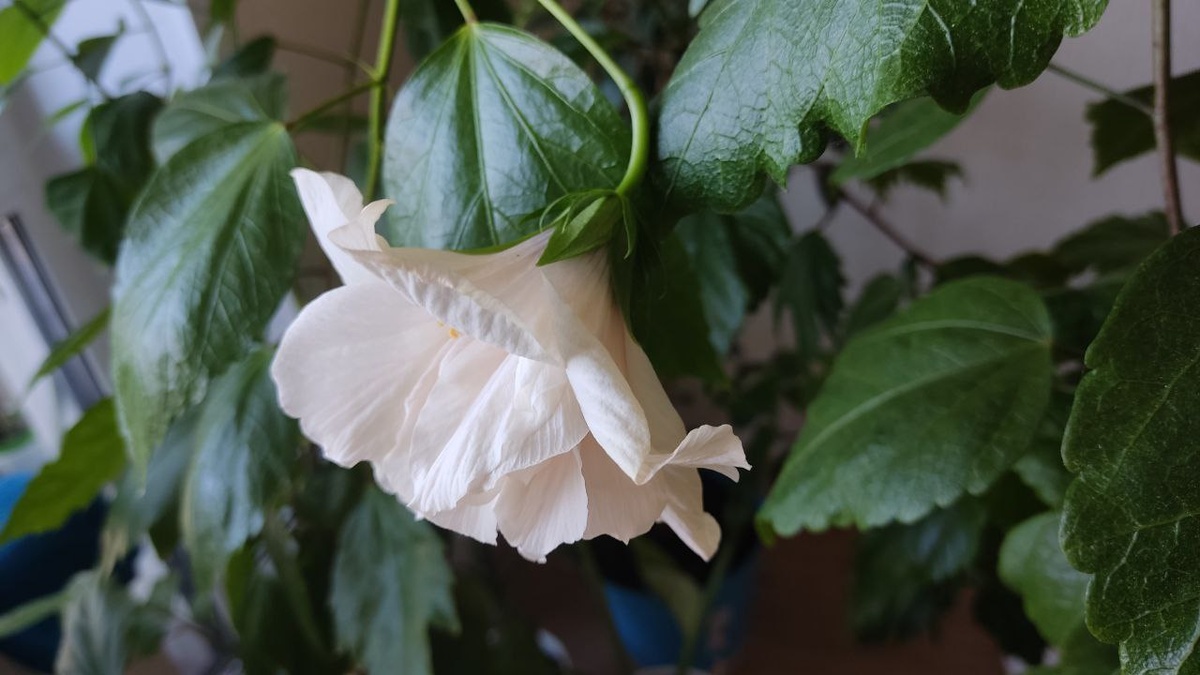 Очень нежное цветение