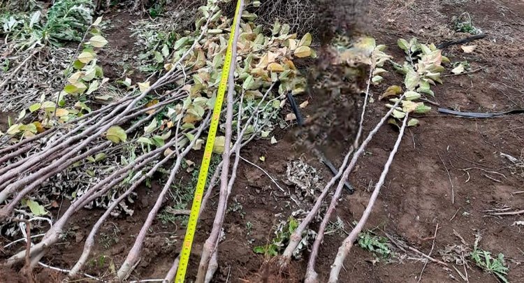    Плодовые питомники в Крыму показали высокое качество саженцев