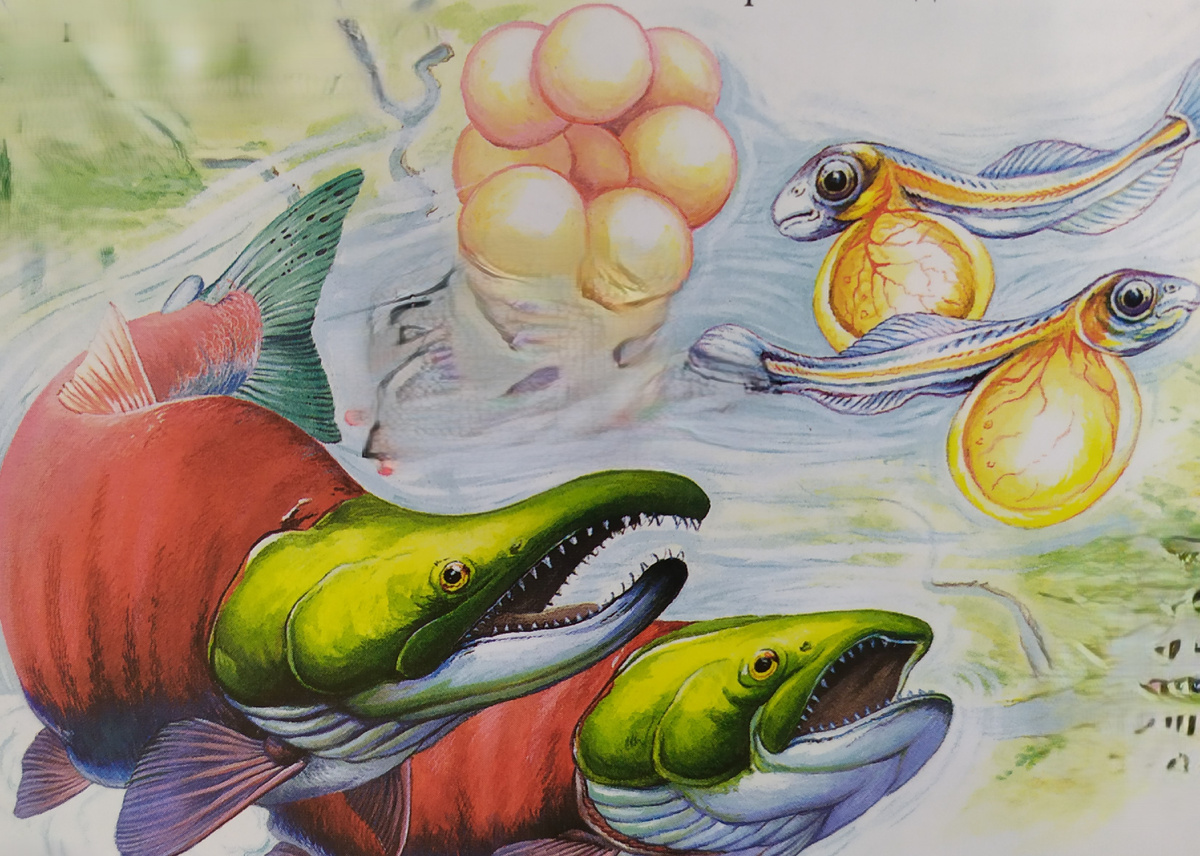 Период размножения