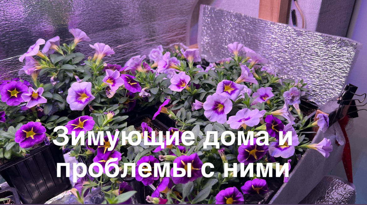 Калибрахоа на зимовке в квартире отлично себя чувствуют