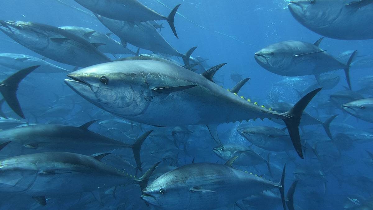 Bluefin tuna. Bluefin tuna