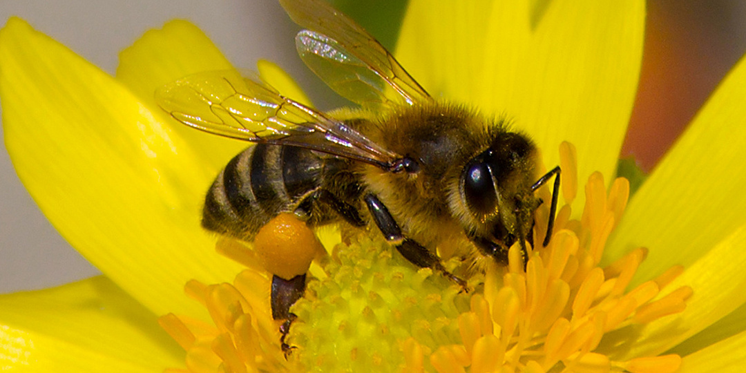 Здоровые пчёлы – богатая пасека