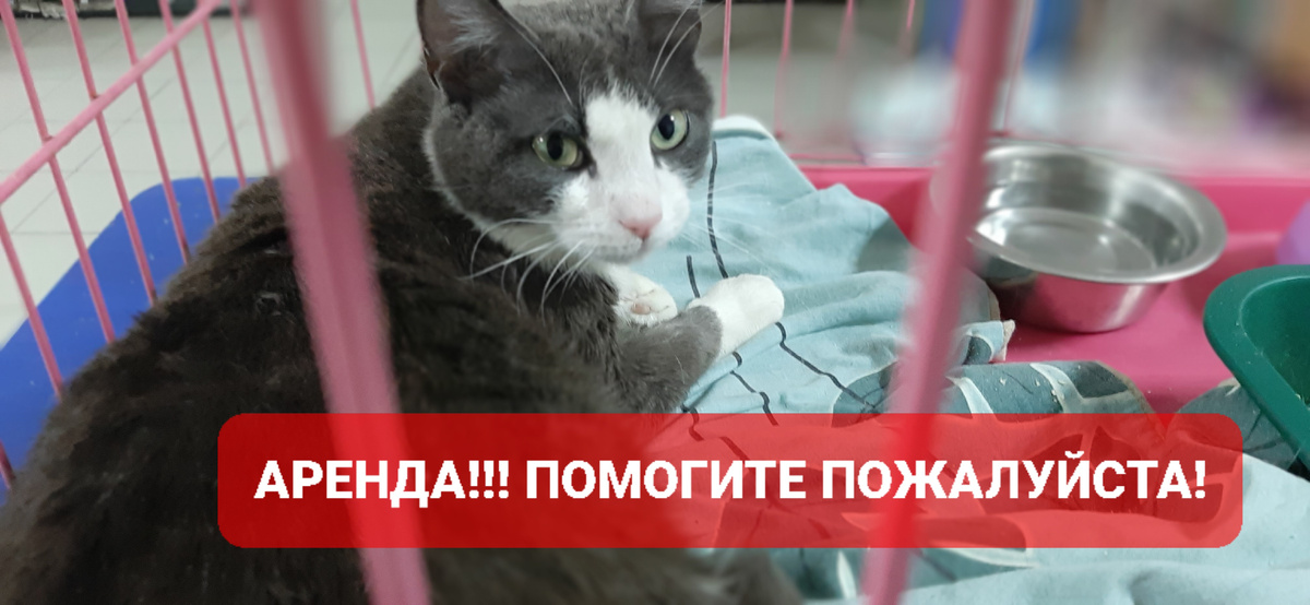 Это Чайка. Из мусорки на Новой.