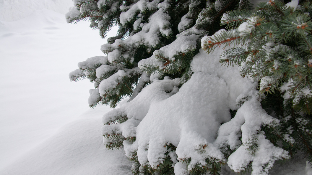    Фото: Svetlana Vozmilova/Global Look Press