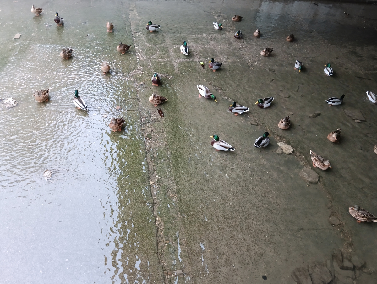 Утки на Салгире