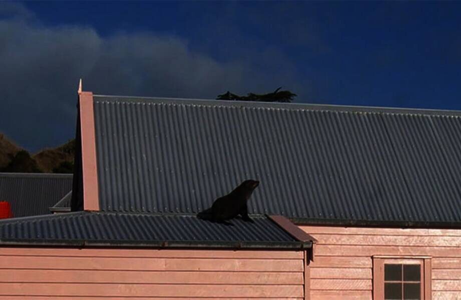    Фото: Department of Conservation New Zealand