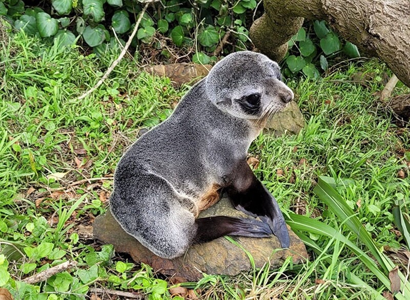    Фото: Department of Conservation New Zealand