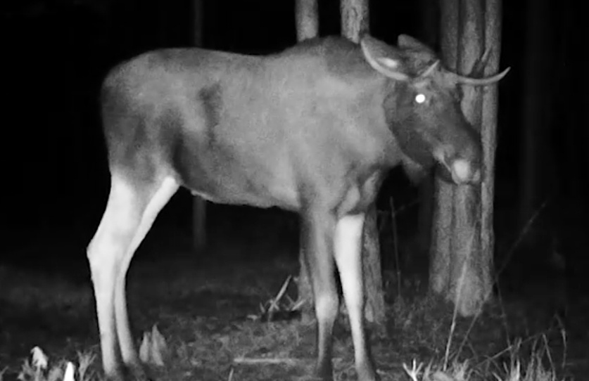    скриншот видео телеканала "Санкт-Петербург"