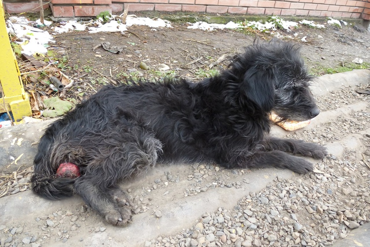 такой я встретила Жучку около Знаменской церкви