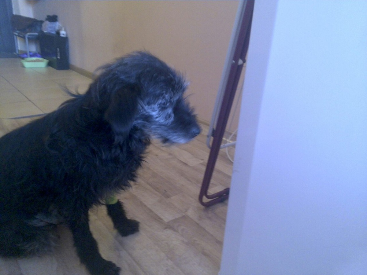 Жучка у Люды дома на передержке