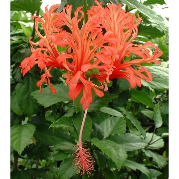 Гибискус Шизопеталус - моё фото