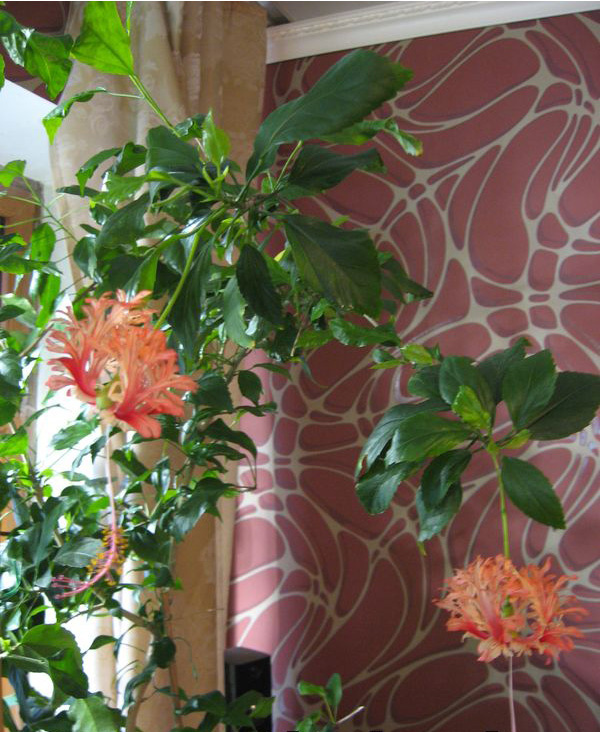 Довольно крупный куст Шизопеталуса стоит у окна - моё фото