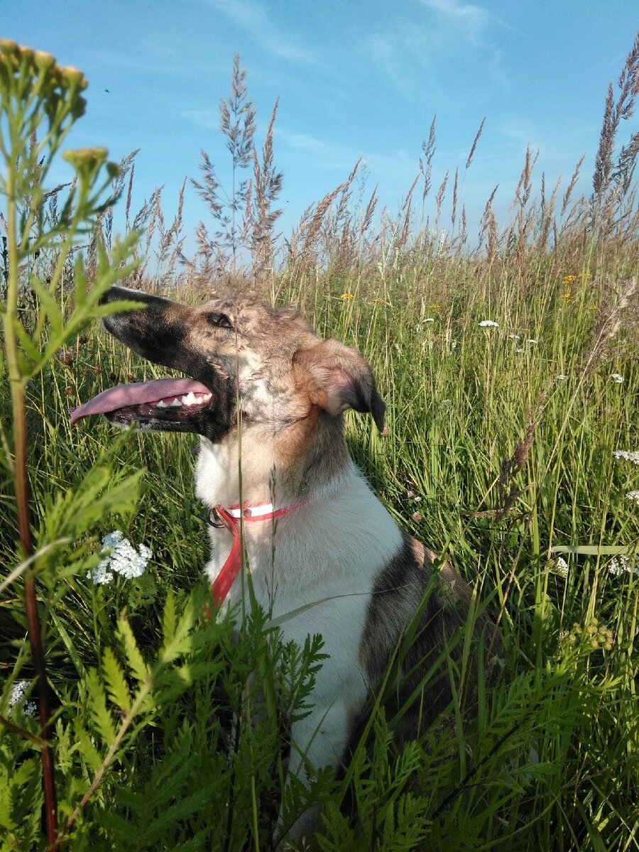 Знакомьтесь,это Плюшка.