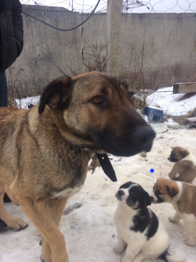 Плюшка помечена стрелочкой с точечкой. Вот так нашли волонтёры "маму"- собаку и её щенят.