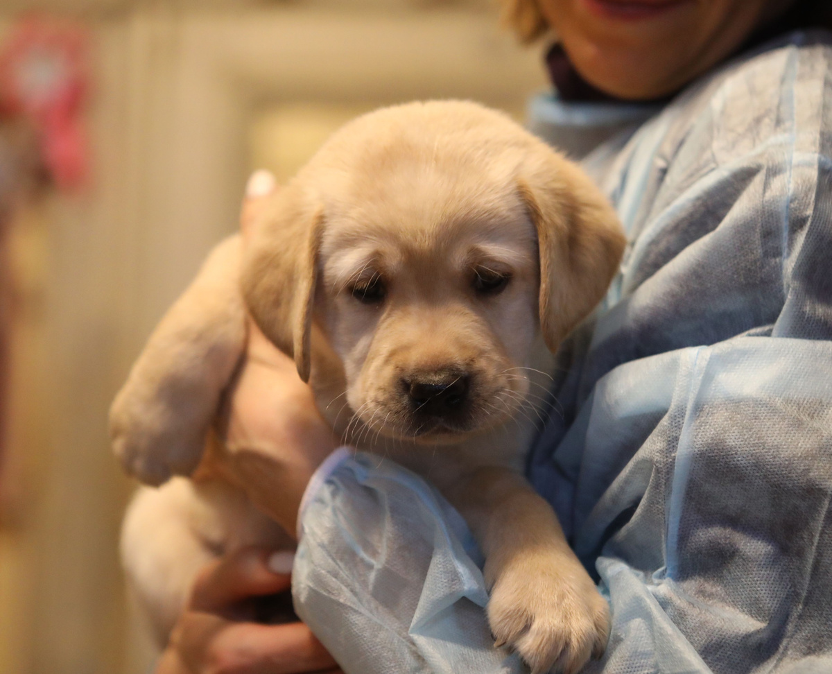 Щенок лабрадора ретривера