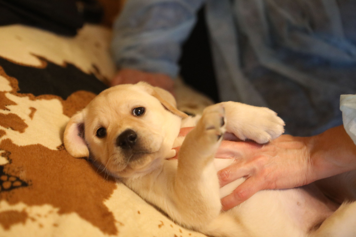 Щенок лабрадора лежит на спине.