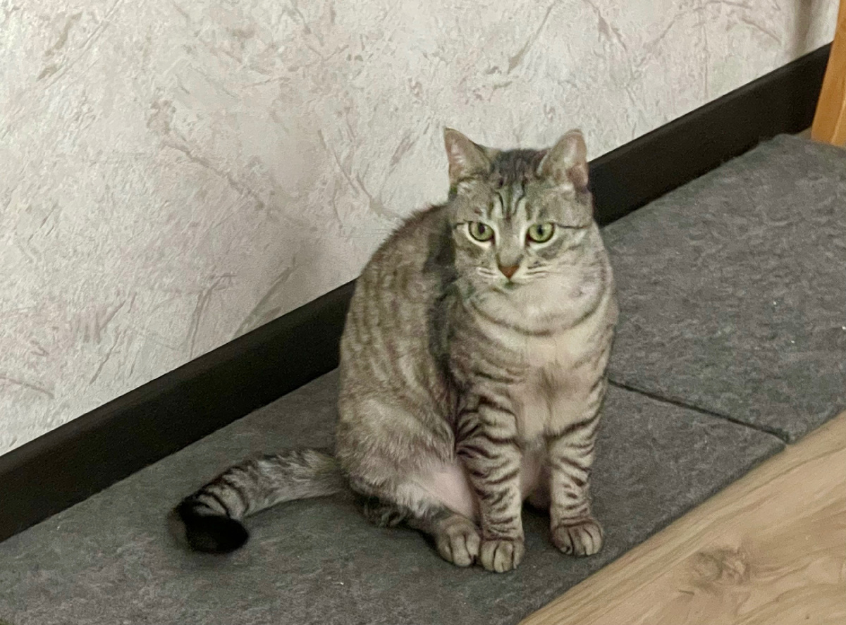 А это кошка Саша