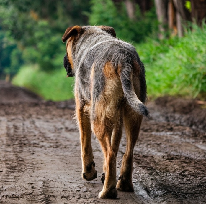 Бездомный пес