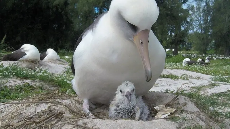 Jon Brack/Friends of Midway Atoll NWR