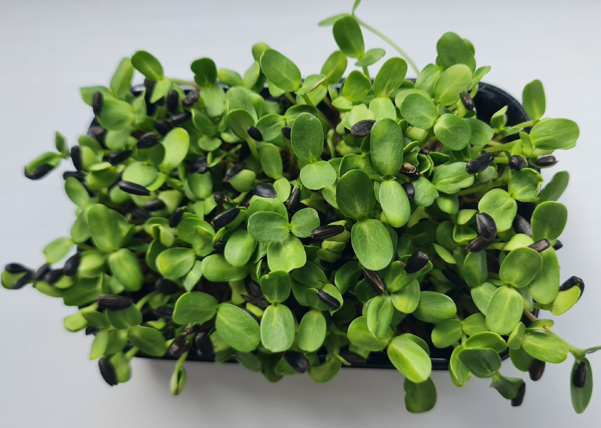 Подсолнух микрохелень