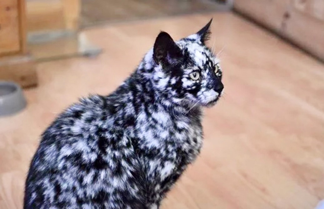 Котик с витилиго ->->->