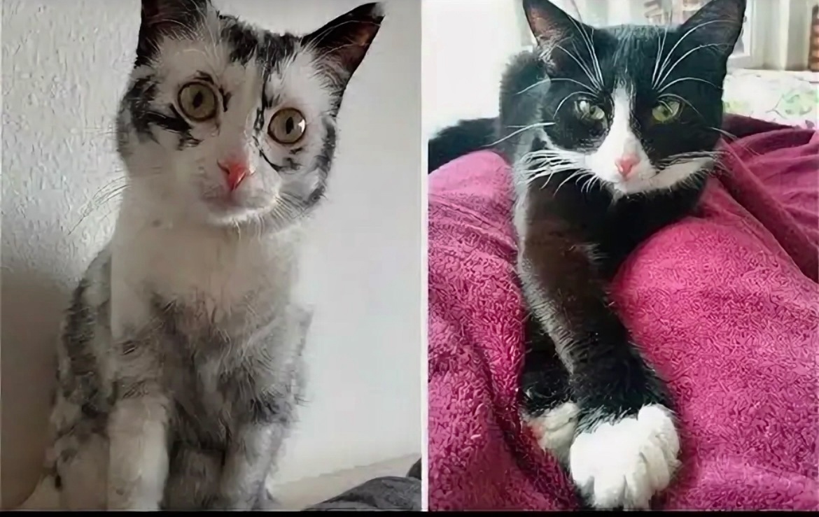 А здесь один и тот же кот, вследстии нарушения пигментации шерсти животное будто подменили. Справа на фото этот же кот, до начала витилиго.