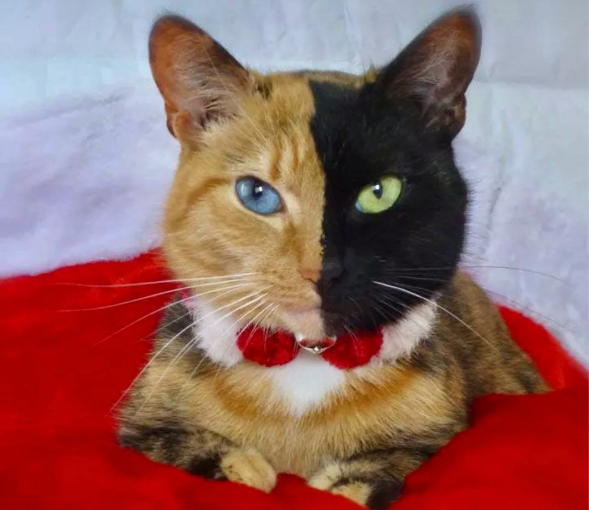 Очаровательный разноглазый котик с необычном разрезом на мордочке ->->->