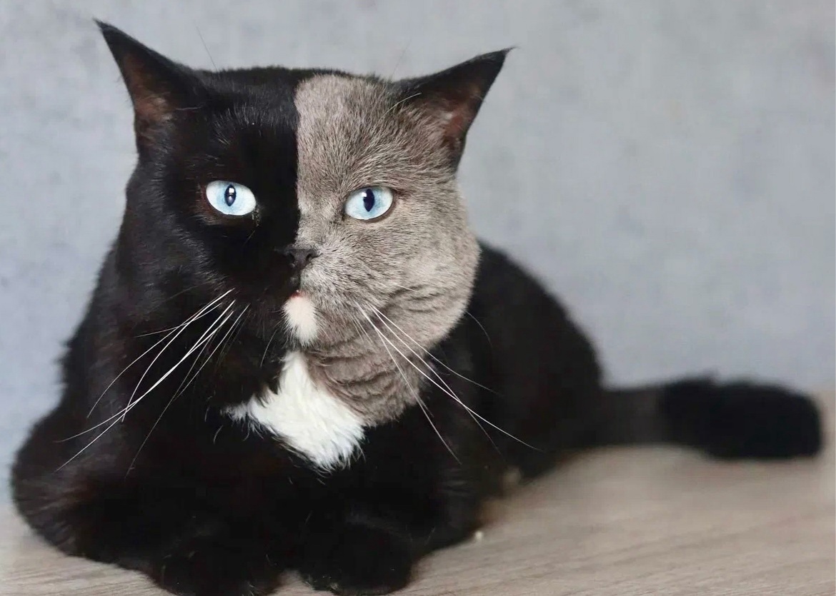 Голубоглазый красавчик, никого не оставит равнодушным->->->