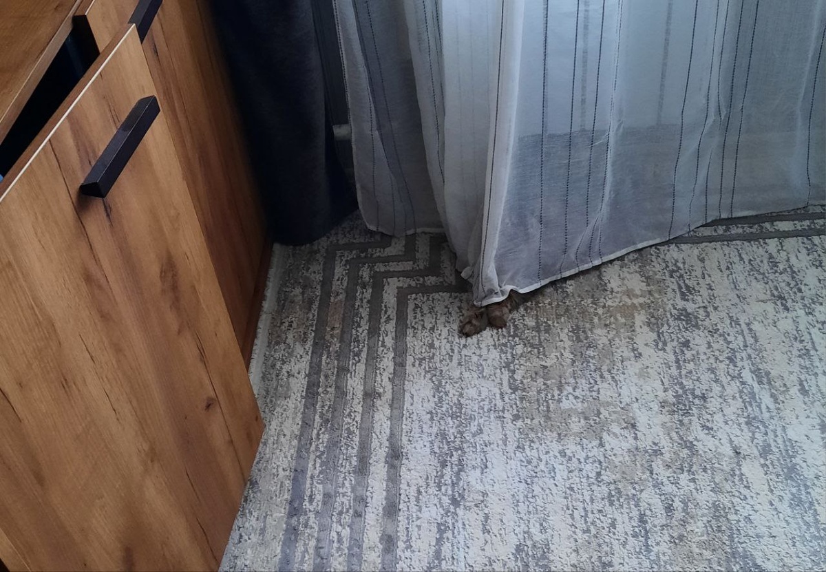 Видите двух КОШКОВ? А они есть!))