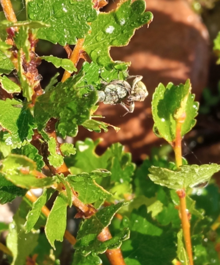 На северной берёзе 