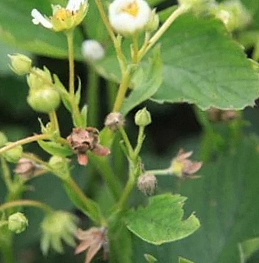 Поборемся за клубнику. Как одержать победу над долгоносиком. Урок 6.