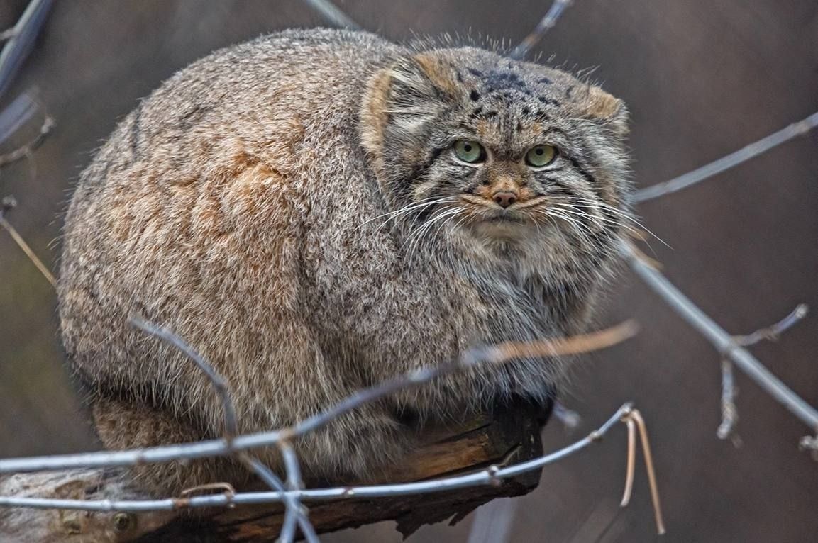 (с) В. Габов. Манул в Новосибирском зоопарке. 