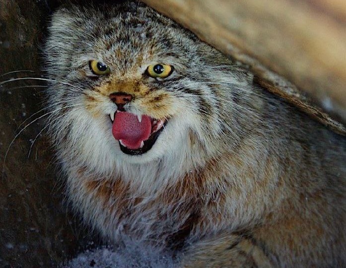 Манул обманул. На лицо милейшие, злющие внутри.