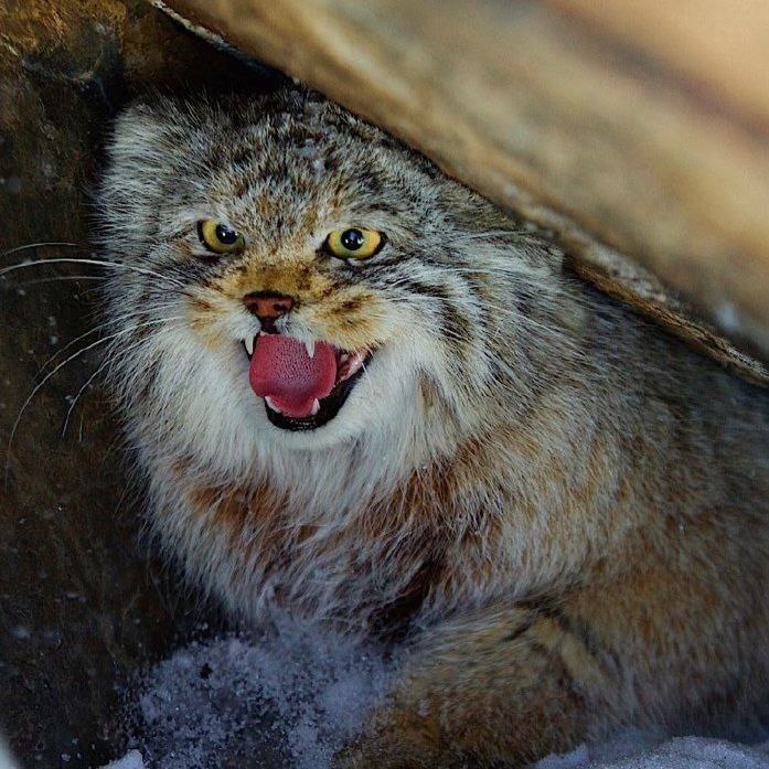  (с) А. Кужлеков. Так манул приветствует фотографа в Горном Алтае. 
