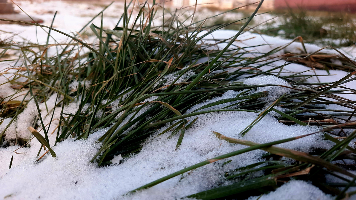 Моё фото. Снега немного у нас, но хоть что-то - без снега вообще не ощущается зима 