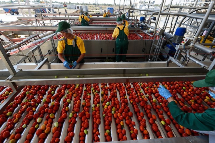    Обеспечить всю Россию томатной пастой планируют в Астраханской области к 2028 году