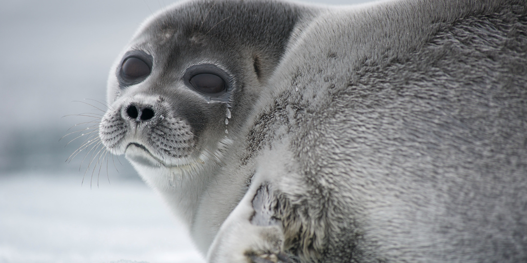 Откуда в Байкале взялась нерпа?