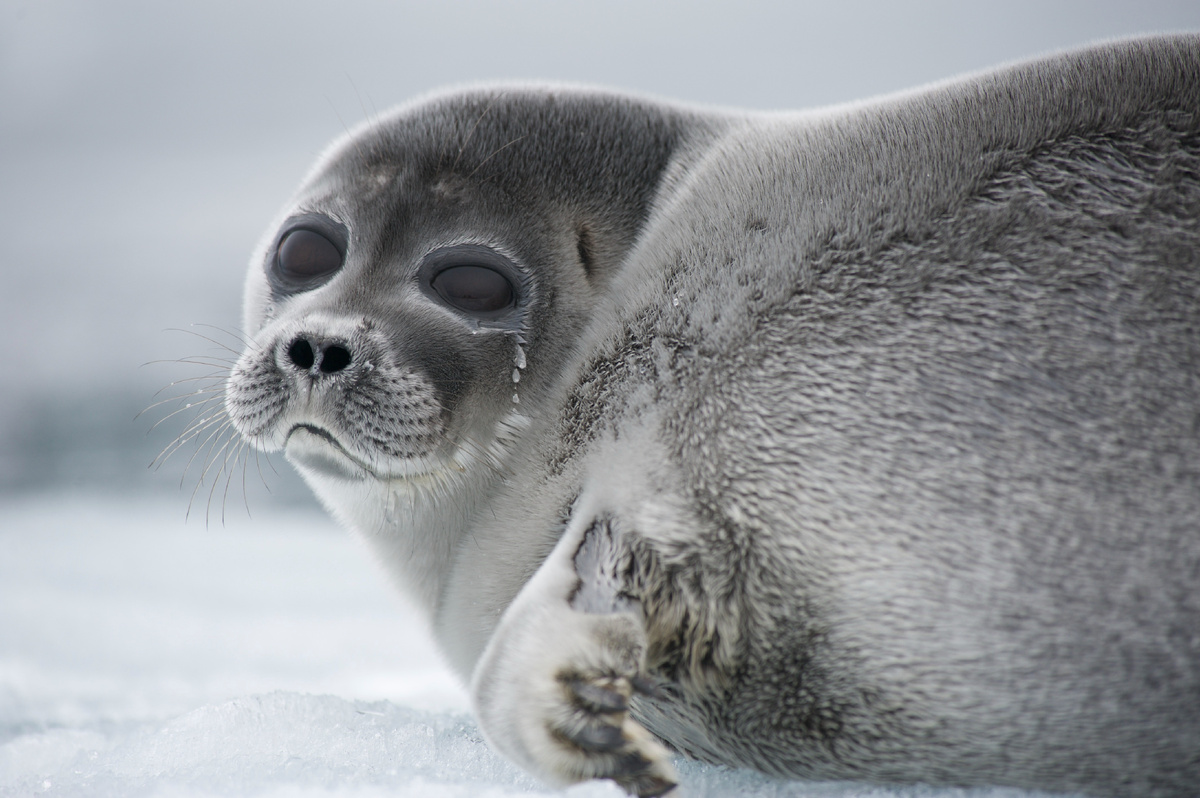 Нерпа на льду. Автор фото В.Малеев
