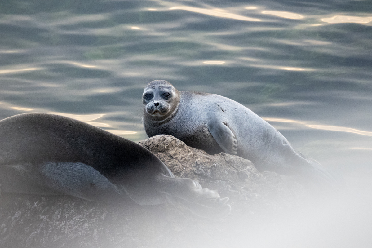 Нерпа. Автор фото А.Сватов