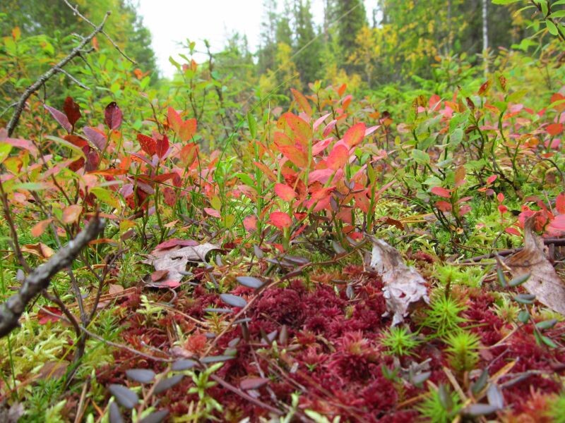 фото авторское