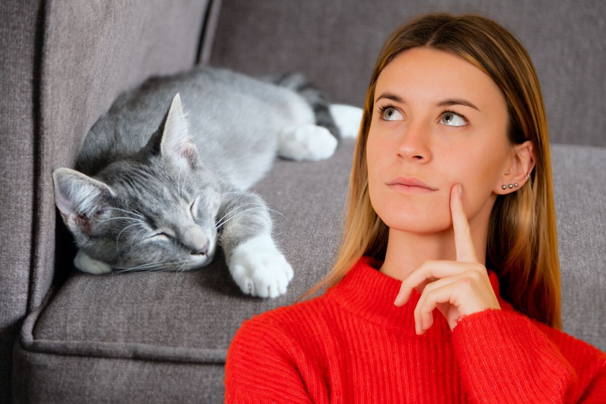 Почему кошка вдруг отказывается лежать на ранее любимом диване