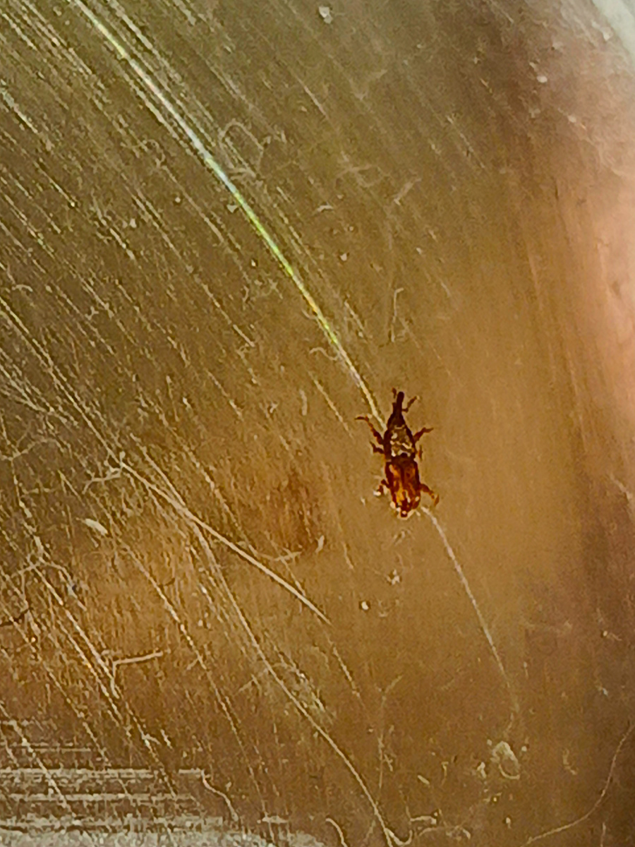 Один из утопленников. Похоже, что это какой-то долгоносик, но интернет совершенно не выдаёт ПОЛЕЗНОЙ информации по борьбе с ними