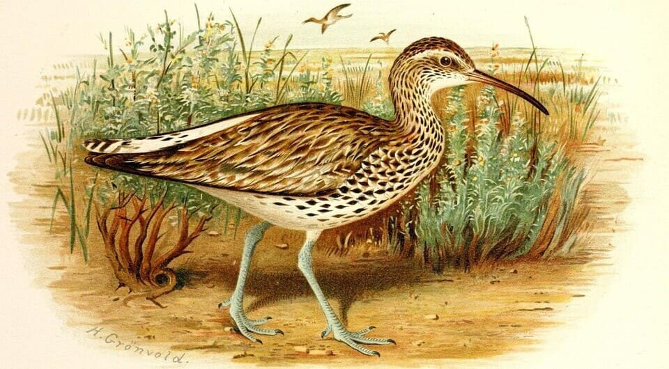Тонкоклювый кроншнеп (Numenius tenuirostris)
Художник Henrik Grønvold 