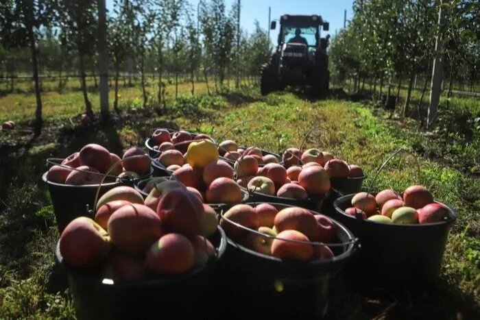 © РИА Новости. Денис Абрамов