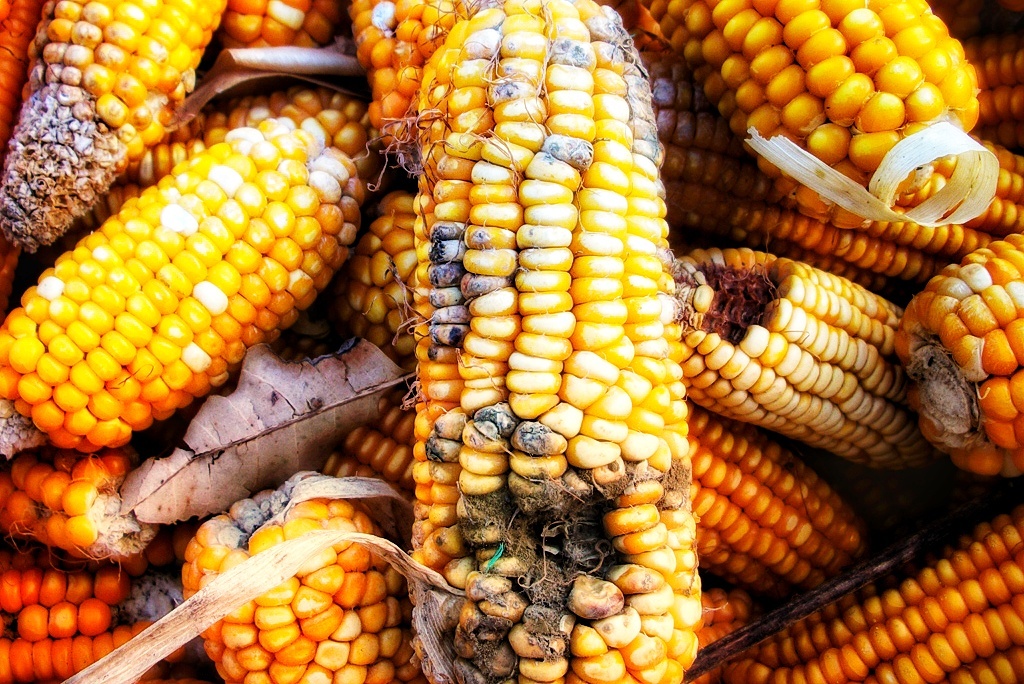 Початки кукурузы, заражённые грибком (нигроспороз початков кукурузы)