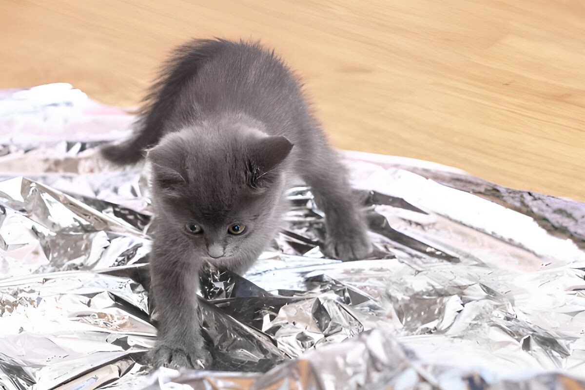 Почему кошки боятся фольги