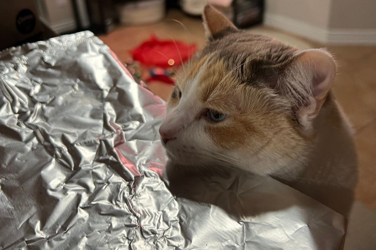 Кошка боится фольги