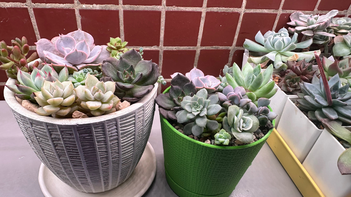 Вот они, ждут своего часа